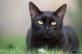 Adolescente mató a la gata de su abuela y lo confesó burlándose