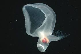 El misterioso molusco encontrado en el océano no se parece a nada que los investigadores hayan visto antes