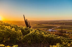 Por qué deberías ir a la Fiesta de la Vendimia de San Antonio 2025