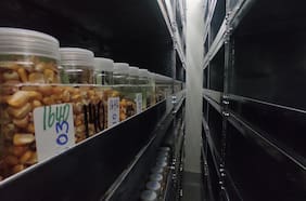 El misterioso búnker de semillas que está preservando miles de plantas chilenas de la extinción