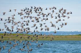 En increíble viaje de 30 mil km del zarapito:  Humedal marino de Chamiza en Puerto Montt que alberga esta fascinante ave es declarado “sitio de importancia internacional”