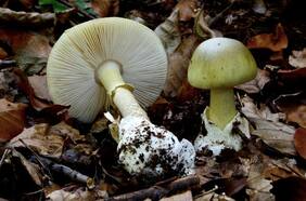 Por qué es peligroso el “hongo de la muerte”, especie que causó un fallecido en Hualqui