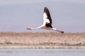 Forman guarderías, plumas aislantes y leche de buche: Así habitan los flamencos en San Pedro de Atacama