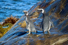 Se inicia restauración ecológica para proteger al pingüino de Humboldt en Isla Cachagua