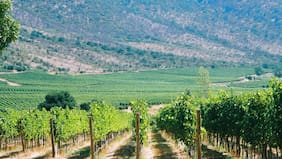 El impacto del menor consumo de vino a nivel global: sólo dos viñas cierran con ganancias en 2025 y otras cuatro anotan pérdidas