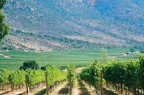 Fedefruta alerta por falta de buques para exportaciones a Estados Unidos