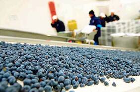 Grupo canadiense ofrece unos US$423 millones para conseguir hasta el 49,9% de Hortifrut