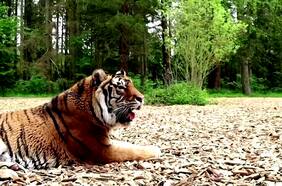 Este tigre “jubilado” de un circo encontró un nuevo hogar en Dinamarca