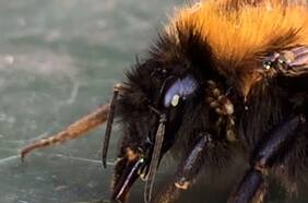 Estudio revela que los pesticidas dañan el cerebro de las abejas