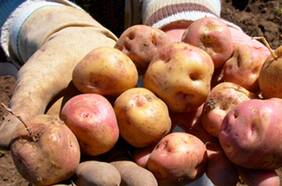 Columna de Javier Salinas: ”Felices fiestas patrias”