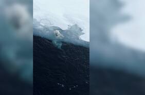 El tierno registro de un oso polar divirtiéndose en el agua del Ártico