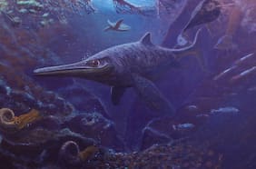 Glaciar patagónico guarda la mayor cantidad de fósiles de ictiosaurios del mundo: Reptiles de afiladas mandíbulas e increíbles nadadores de los mares de hace 140 millones de años