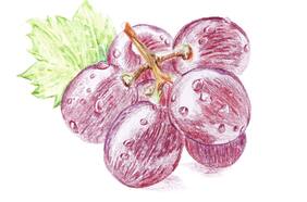 Reivindicación de la uva país