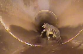 Robot capta a un caimán de un metro y medio en una tubería de aguas pluviales