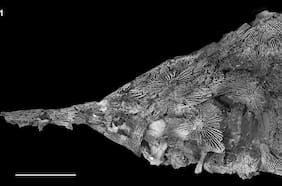 El “pez del infierno”: Descubren fósil en increíble estado de esturión que murió con los dinosaurios