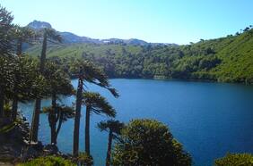 Declaran alerta roja en Lonquimay por incendio forestal en Reserva Nacional Alto Biobío