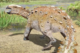 Científicos chilenos descubren nueva especie de dinosaurio con una extraña cola armada: lo bautizaron Stegouros elengassen, hallazgo publicado en la revista Nature