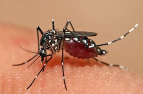 Qué se sabe sobre el mosquito detectado en Santiago que transmite dengue, chikungunya, zika y fiebre amarilla