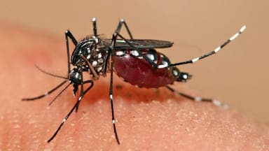Qué se sabe sobre el mosquito detectado en Santiago que transmite dengue, chikungunya, zika y fiebre amarilla