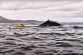 Una ballena jorobada se tragó a un joven que hacía kayak en Punta Arenas