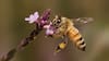 Un estudio con abejas concluyó que estos insectos tienen la capacidad de contar