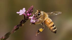 Un estudio con abejas concluyó que estos insectos tienen la capacidad de contar