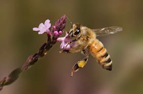 Un estudio con abejas concluyó que estos insectos tienen la capacidad de contar
