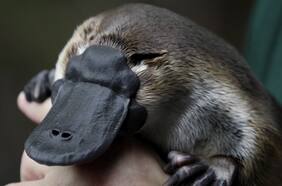 Científicos piden incluir al ornitorrinco como “especie vulnerable”
