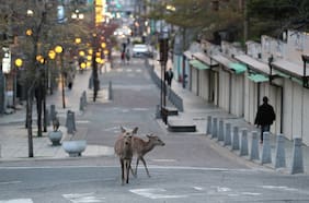La humanidad en pausa: el efecto del Covid-19 que altera la conducta animal