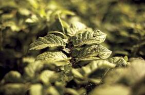 ¿Por qué las plantas son verdes?