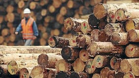 El negativo balance del negocio forestal en última década: disminución de empleo, menos aserraderos y lenta forestación