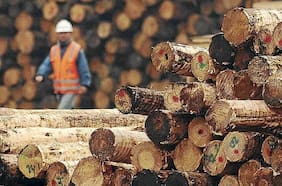 El negativo balance del negocio forestal en última década: disminución de empleo, menos aserraderos y lenta forestación