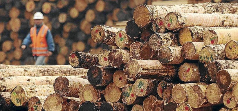 El negativo balance del negocio forestal en última década: disminución de empleo, menos aserraderos y lenta forestación