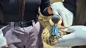 Conaf reporta muerte de seis aves tras derrame de aceite de soya en Parque Nacional Lauca: decenas están en riesgo