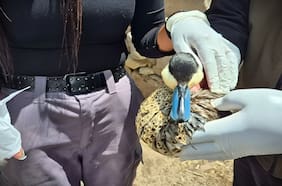 Conaf reporta muerte de seis aves tras derrame de aceite de soya en Parque Nacional Lauca: decenas están en riesgo