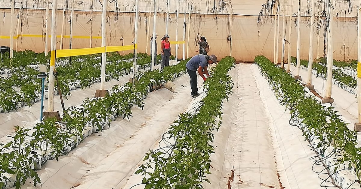 Innovaciones tecnológicas en Chile: un impulso necesario para la agricultura, energías renovables y construcción sostenible