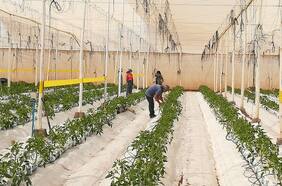 Tecnología para una agricultura resiliente