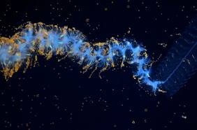 Científicos descubren más de 100 nuevas especies marinas en las costas chilenas