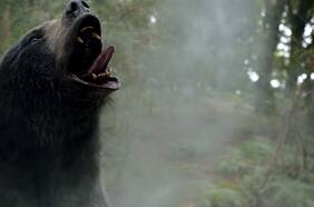 Un animal bajo los efectos de la cocaína: la insólita historia real tras la película Oso Intoxicado