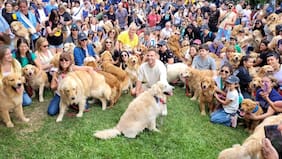 Multitudinaria reunión de perritos Golden Retriever rompe récord en Buenos Aires
