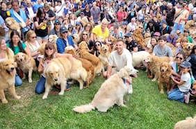 Multitudinaria reunión de perritos Golden Retriever rompe récord en Buenos Aires