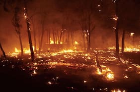 Prevención o catástrofe: lo que Chile debe hacer hoy para enfrentar una próxima ola de incendios forestales