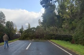 Fuertes vientos provocan caída de árboles y daños en techumbres en Longaví