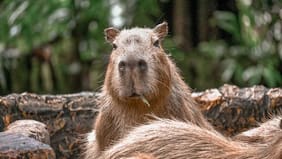 Chile tenía capibaras: estudio revela que vivían en el desierto de Atacama hace 8,8 millones de años