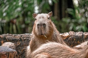 Chile tenía capibaras: estudio revela que vivían en el desierto de Atacama hace 8,8 millones de años