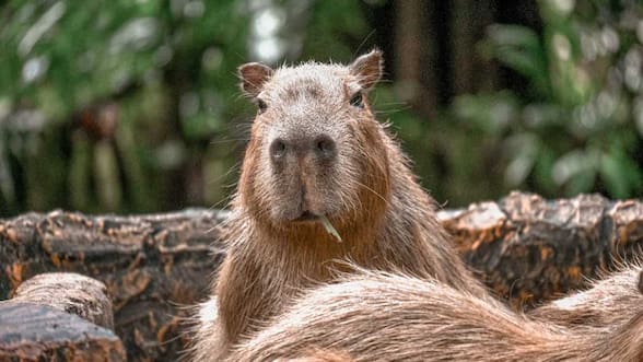Chile tenía capibaras: estudio revela que vivían en el desierto de Atacama hace 8,8 millones de años