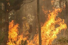 Gobierno conmemora día nacional del brigadista forestal y destaca ayuda internacional para combatir incendios