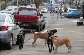 Formalizan a dueña de jauría de perros que atacaron a una madre y a su hijo en Buin