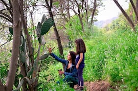 ¿Puede la naturaleza mejorar el aprendizaje de los niños?