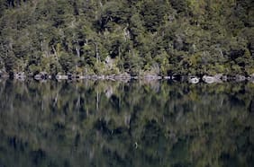 Restauración de bosques en cuenta regresiva